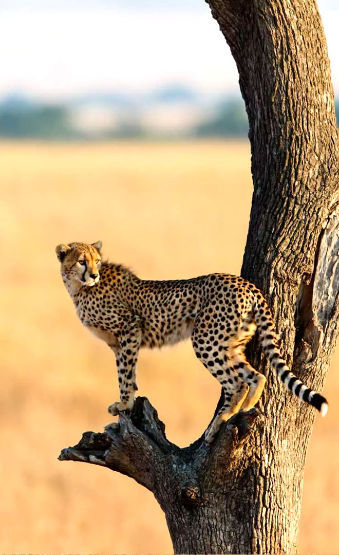 Walking Safari