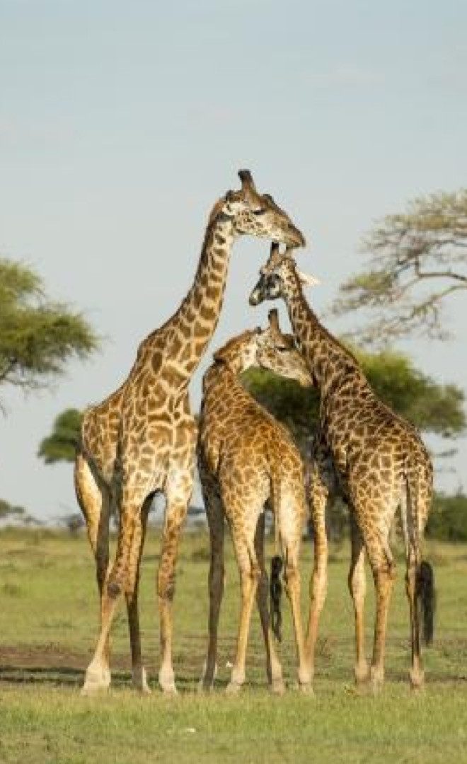 Cross-Border Safari