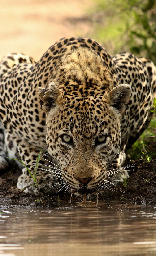 Mombo big 5 iconic exp card